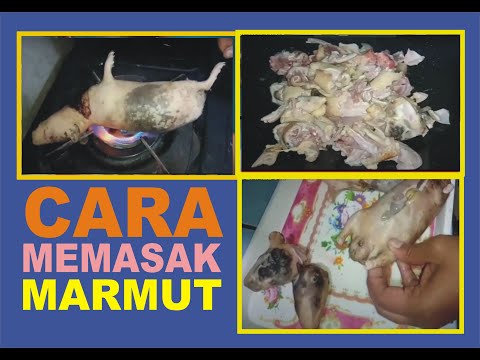 Video: Cara Mencuci Marmut