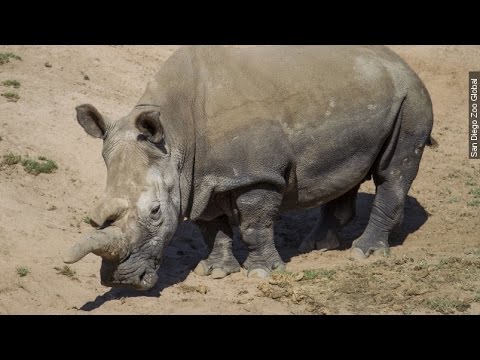 Video: Pet Scoop: Reti Rhino mirties lapai tik 3 pasaulyje, Rusija planuoja nusiųsti į Paryžių
