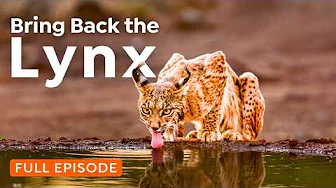 How Spain is Bringing the Iberian Lynx Back from the Brink | 4K Endangered Wildlife Documentary
