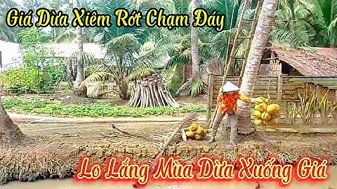 Dừa xiêm rớt giá chạm đáy !! thu hoạch dừa xiêm nông dân buồn bã 