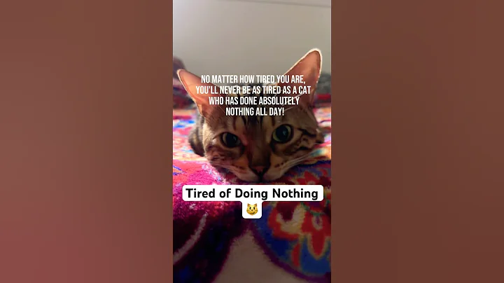 Video 11518171: adorable felines, cat funny love, pets