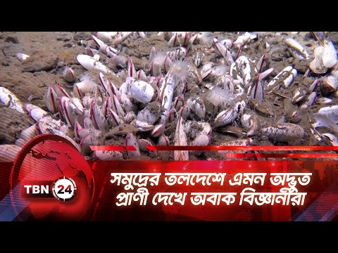 সমুদ্রের তলদেশে এমন অদ্ভুত প্রাণী দেখে অবাক বিজ্ঞানীরা | TBN24 NEWS | Creatures | Sea | Scientist