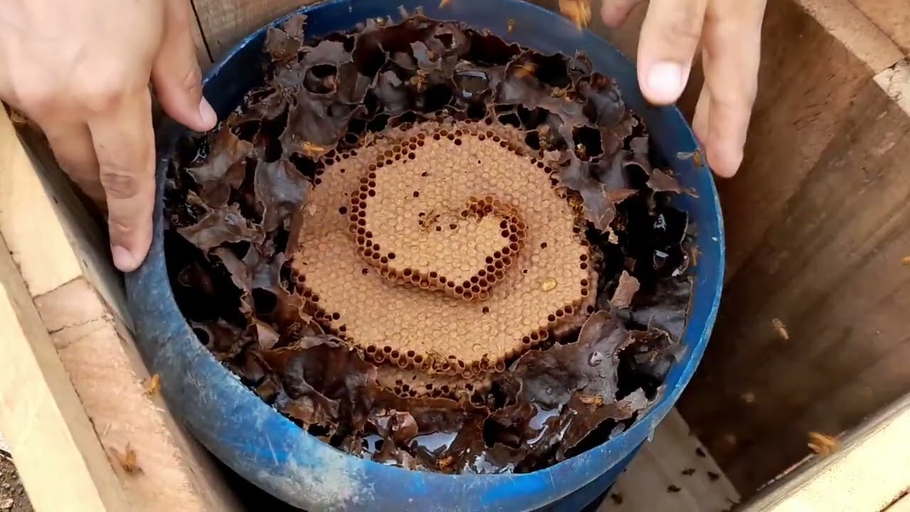 Transferindo Borá capturada no galão de 20 litro para caixa racional show de bola 🍃🐝☘️