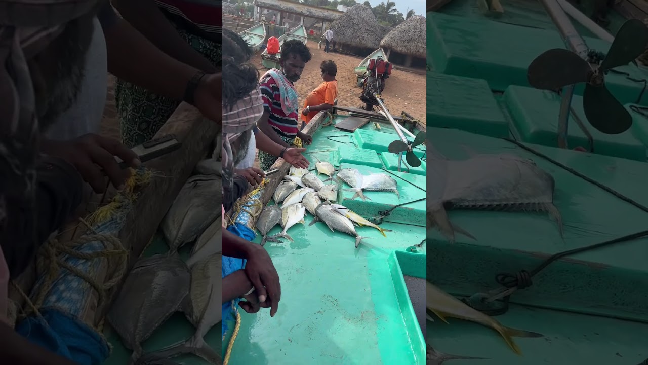 #Fishing videos#🦈🐠🦑####