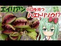 【食虫植物TV】奇形ハエトリソウ"Fused tooth"