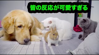 Funny Dog and Cat Meets Rabbit for the First Time