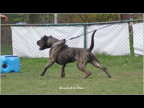 Yacanto de la Arena Schutzhund Schutzdienst IPO Protection Presa/Dogo Canario AVD eV