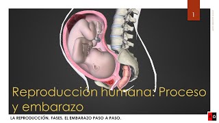 Reproducción humana. Proceso y embarazo