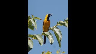 California hooded oriole song bird ...