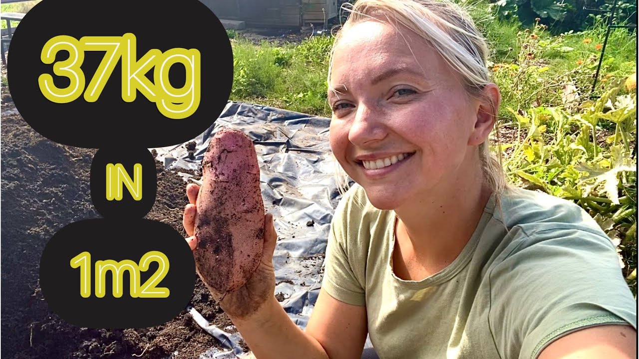 HUGE 37kg/81lbs Potato Harvest in 1m2 😱 | Part 3 of my Potato Series | potatoes in tubs NO DIG | UK