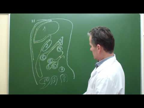 Видео: Схема хода брюшины на сагиттальном срезе