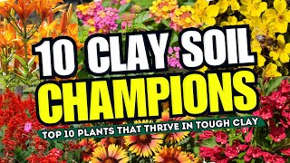 CLAY SOIL CHAMPIONS! Top 10 Plants That THRIVE in Tough Clay!  GROWING GUIDE!