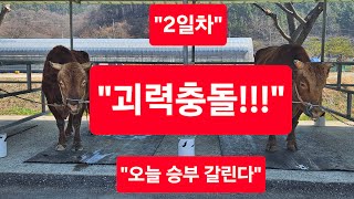 우승향한 혈투 창녕전국민속소힘겨루기대회 2일차 현장 Live중계방송