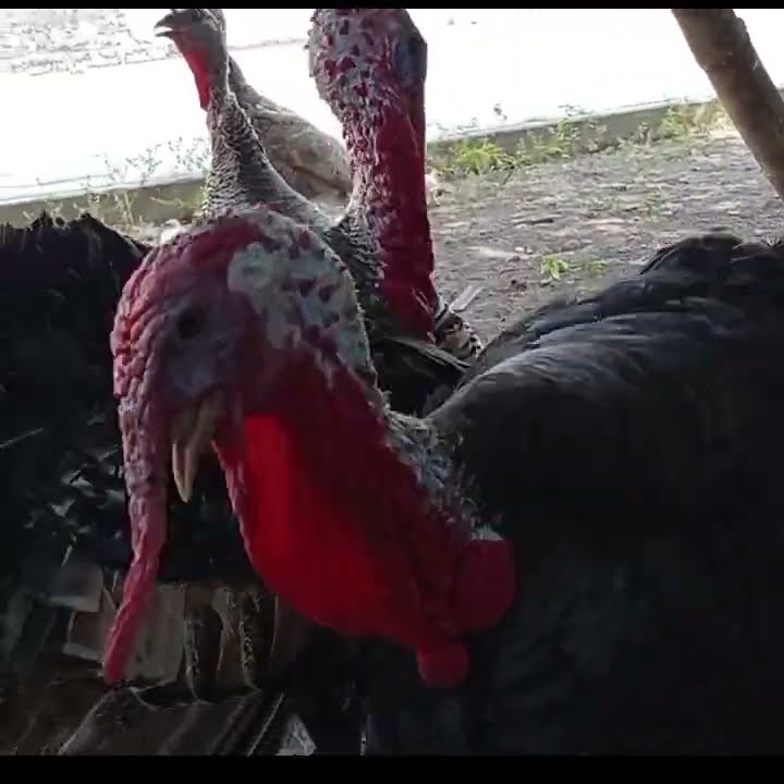AYAM KALKUN BERKOKOK #shots