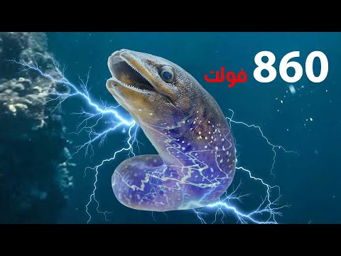 سمكة الأنقليس الكهربائية هل من مفترس شاهد بنفسك