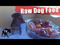 Third year of Doberman eating raw meats | Raw Feeding Vlog