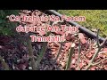 🌺🌼🌹Tratament Acum în Luna Martie la Trandafiri după Tăierea Lor !🌹🥀🌺