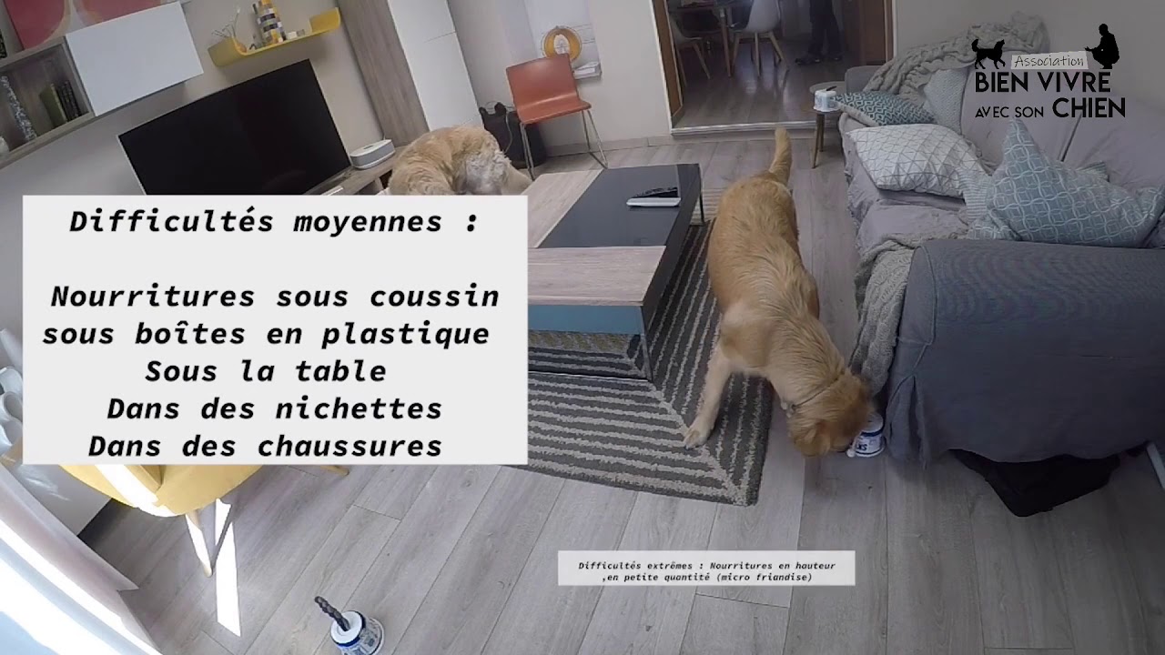 Activité enrichissement N3 cache croquettes I Association Bien vivre ...