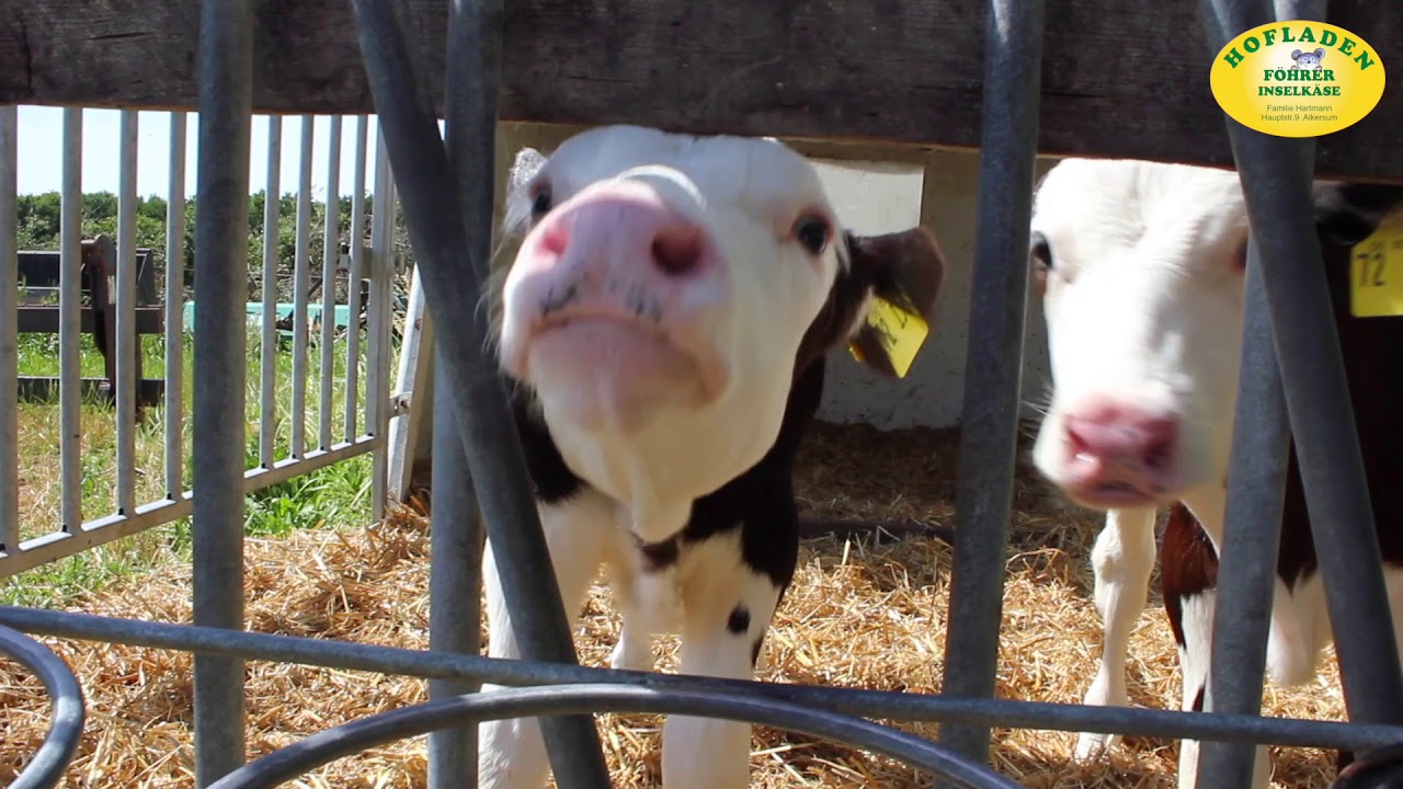 Foehrer Inselkaeserei