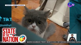 Alagang Persian Cat na hindi tunog-pusa, kinaaliwan ng amo at ng netizens | SONA