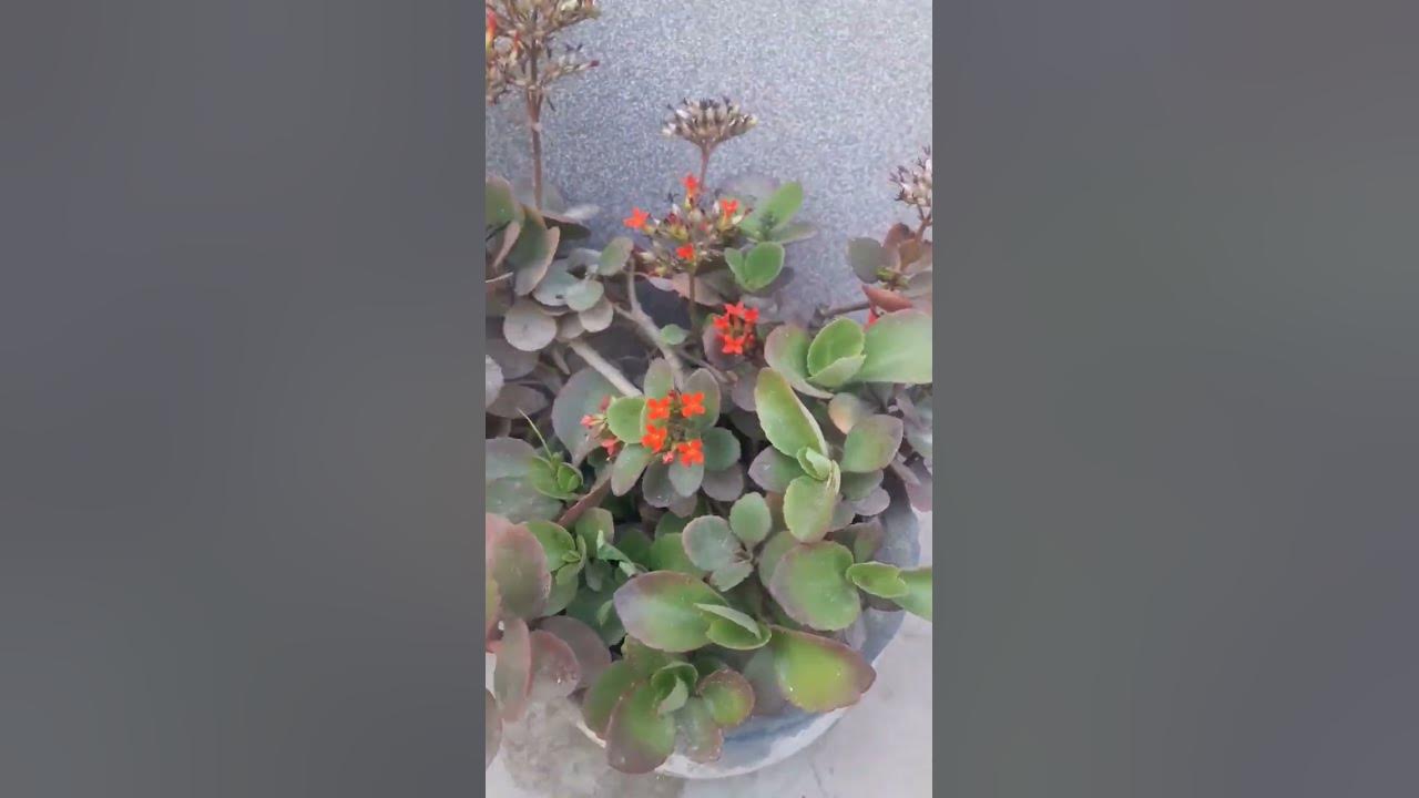 kalanchoe plant Dead flowers purning save to next year shortsgarden