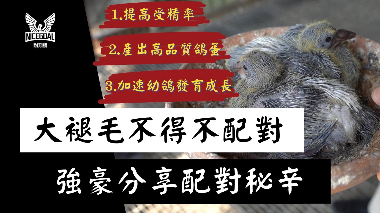 大褪毛不得不配對，強豪分享配對秘辛｜耐翔購