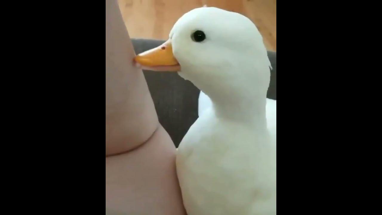 шмекси утка слитые фото
