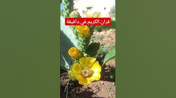 سورة.الجن.خالد الجليل #المصحف #quran #راحة_نفسية #لايك #اكسبلور #دويتو احترم.القران.دقيقة #لايك