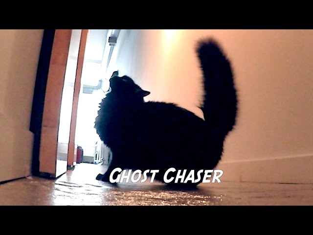 Cat Jobs