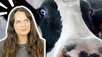 ¿Siguen existiendo las vacas locas?