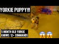 5 MONTH YORKIE PUPPY AND KNOWS 12 + COMMANDS - YORKIE TRAINING