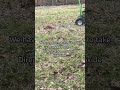 #pestcontrol #pestcontrolservice #pest #termitecontrol... #Shorts #jp.field.tested