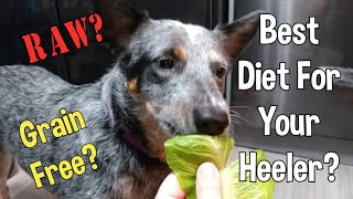 Food Discussions: Types Of Diets For Your Dog ~ Australian Cattle Dog ~