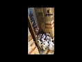 سعودي AJ لحظة فتح ابواب المسجد النبوي الي فتحوا الباب انحاشو السعودية mp3