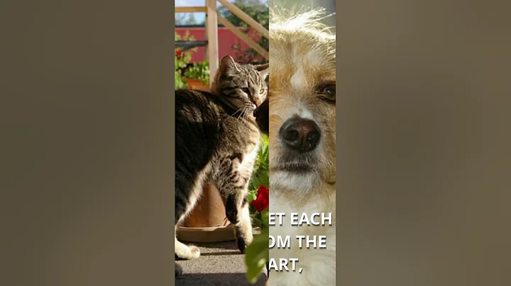Why Cats and Dogs Can't Be Friends  🤔 #shorts #short #viral #cat #dog
