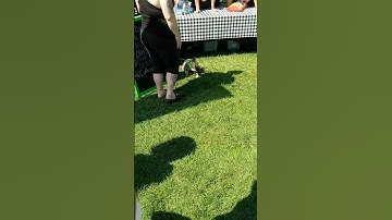 My encounter with a trash panda