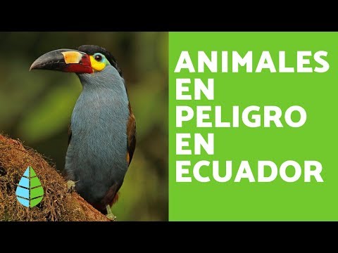 17 Animales En Peligro De Extincion En Ecuador Lista Y Fotos