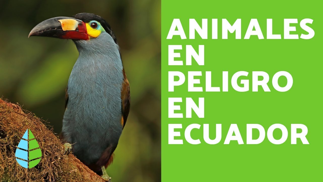 17 Animales En Peligro De Extincion En Ecuador Lista Y Fotos