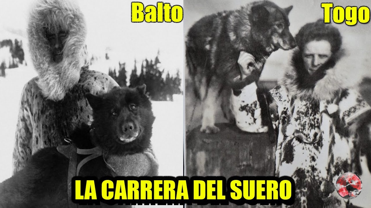 La Verdadera Historia de TOGO, BALTO Y LA CARRERA DEL SUERO(Completa) -  YouTube