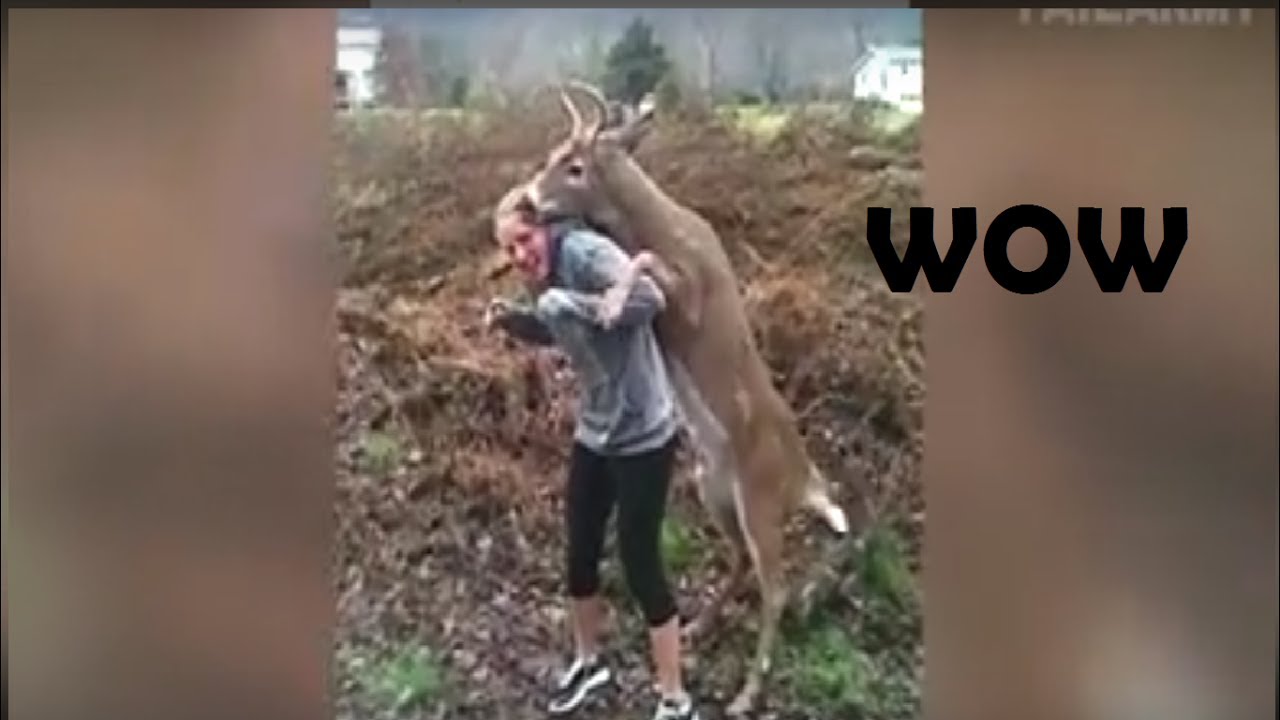 Lucu Hewan Ini Anuin Cewek Cantik Video Lucu Youtube