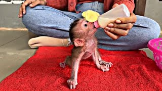 baby monkey is very happy to drink milk one by one (so yummy)