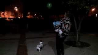 Dog Juggling a Ball