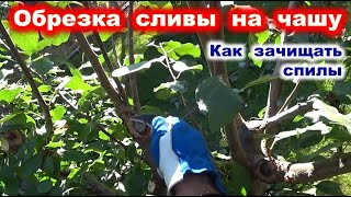 ОБРЕЗКА СЛИВЫ на ЧАШУ