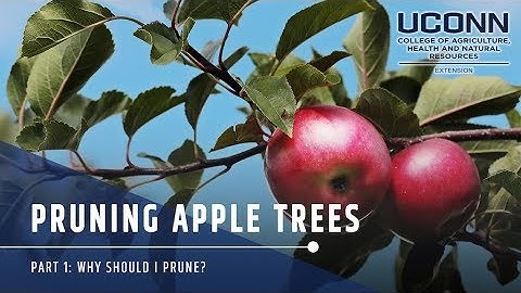 Pruning Apple Trees: Part 1 Why Should We Prune?