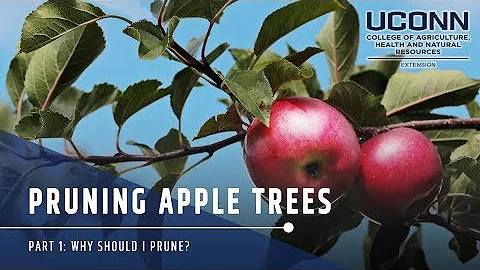Pruning Apple Trees: Part 1 Why Should We Prune?