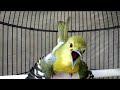 Download Lagu Adu Suara Kencang 3 Sirtu || Burung Cipoh Gacor Banyak Variasi