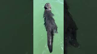 Awesome Cat Dives Into Water Off a Boat!