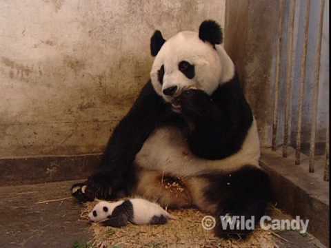 Sneezing Baby Panda the Originalmov
