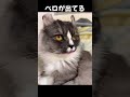 なんとも言えない表情の子猫　#shorts