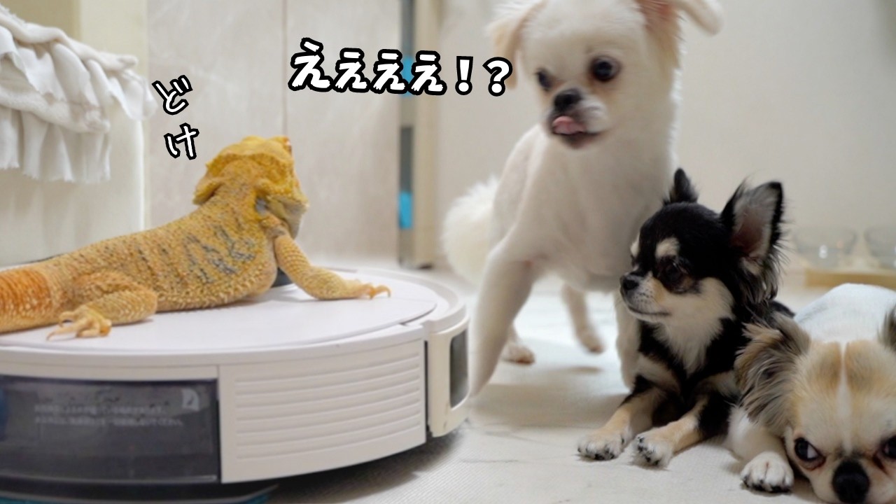 犬びっくり！？フトアゴヒゲトカゲが掃除ロボに乗って大暴走【チワワと